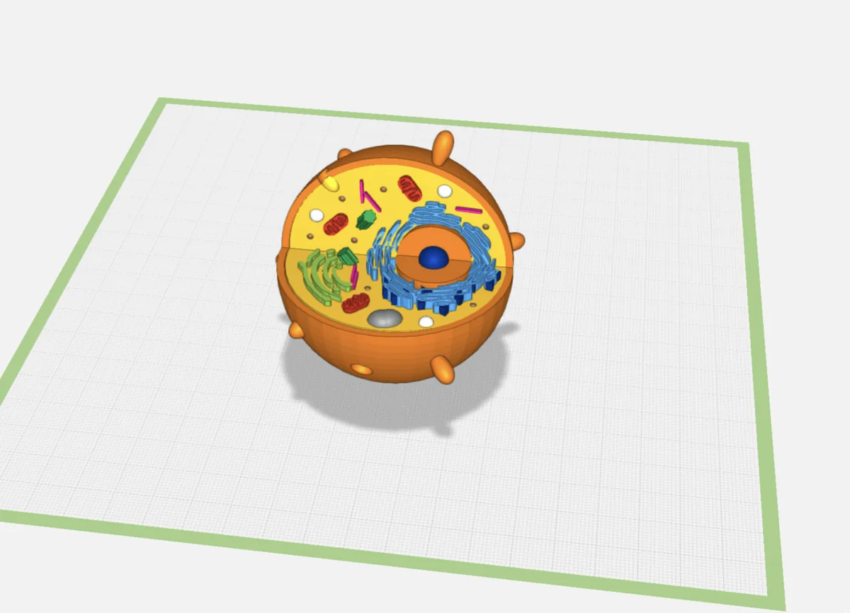3D-Modell in TinkerSchool: Tierzelle im Querschnitt